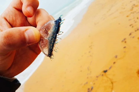 كائنات “الشّراع الأرجواني” تغزو شاطئ أركمان