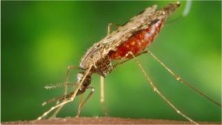 الملاريا: هل تساعدنا جرثومة في مكافحة انتشار المرض؟