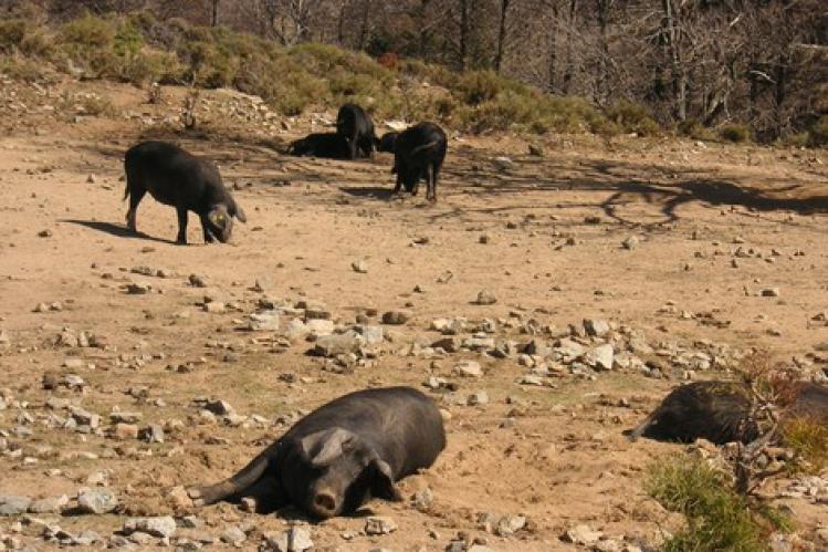 “المياه والغابات” تواجه هجوم الخنازير على الرباط