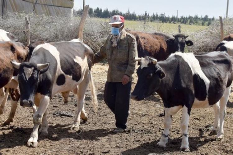 تزامن الجفاف وجائحة كورونا يطرح إغاثة الماشية ودعم “الكسّابة”