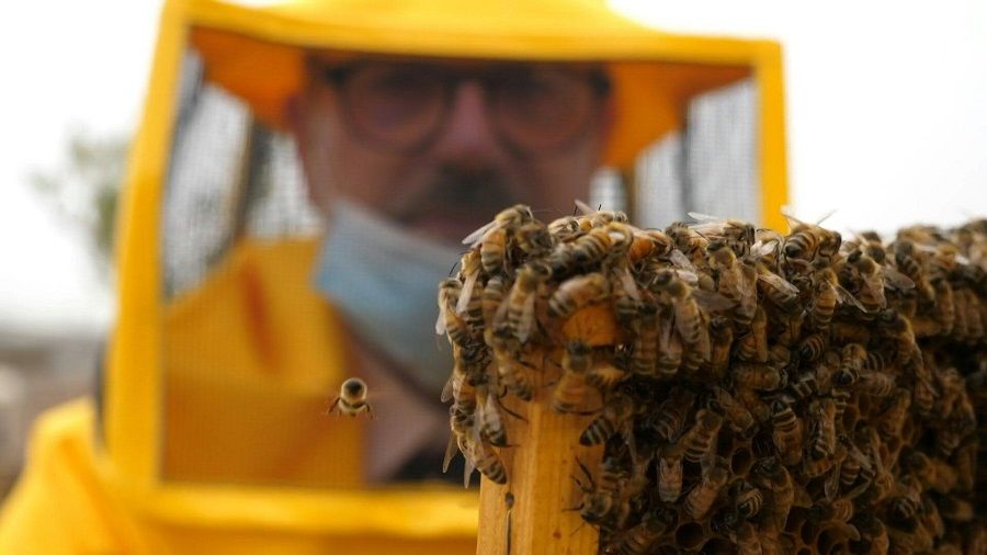 فترة الحجر الصحي تنعكس إيجابيا على النحل في روما (فيديو)