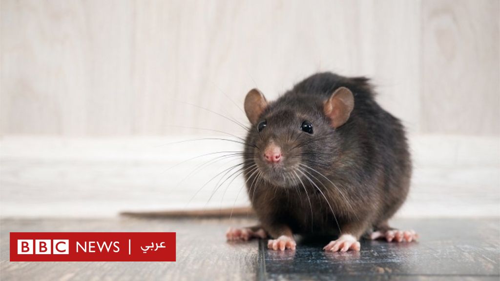 فيروس كورونا: لماذا جعلت جائحة مرض كوفيد-19 الفئران أكثر عدوانية؟