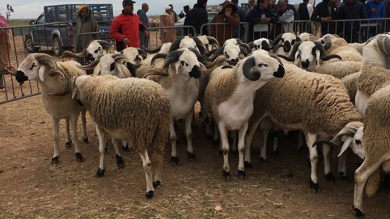 عيد الأضحى : ترقيم أزيد من 4,5 مليون رأس من الأغنام و الماعز