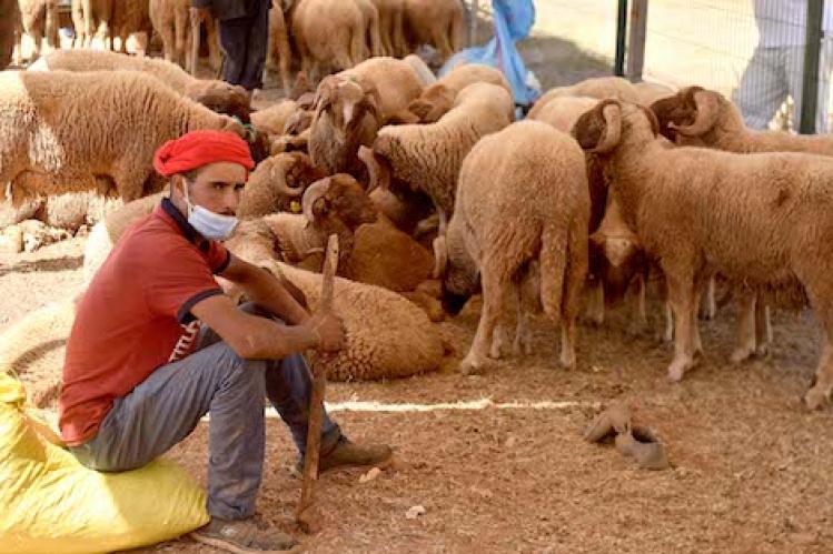 أسواق نموذجية تخفف ضغط شراء أضاحي العيد