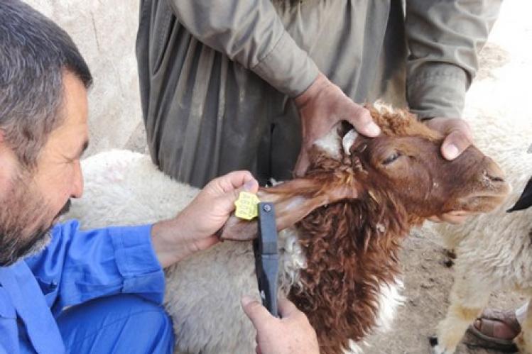 “أونسا” ينزع حلقات العيد عن أغنام بجماعة لغوالم‎