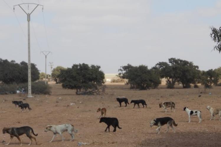 الكلاب الضّالة تُثير مخاوف القاطنين بمدينة تزنيت