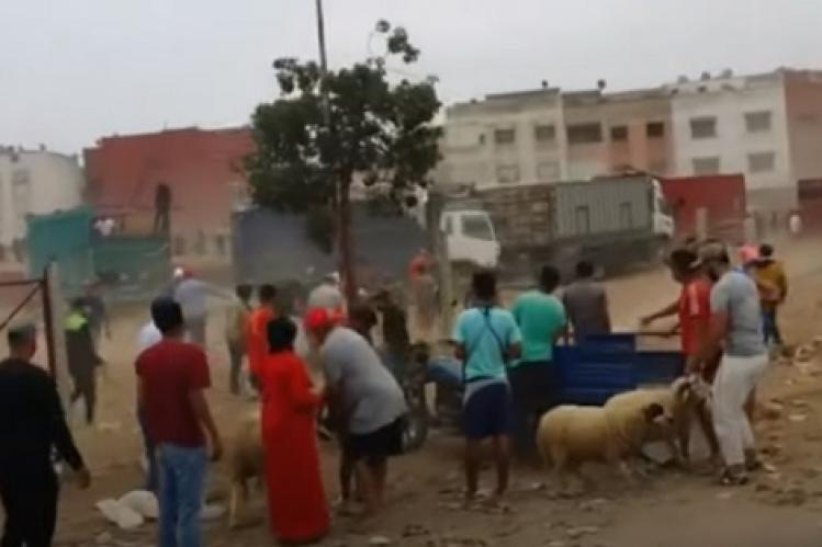 سرقة الأضاحي تسائل قيَم المغاربة وتُبرز تغوُّل “الجهل المقدّس”