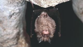 كوفيد – 19: فيروسات كورونا منتشرة في الخفافيش منذ عقود