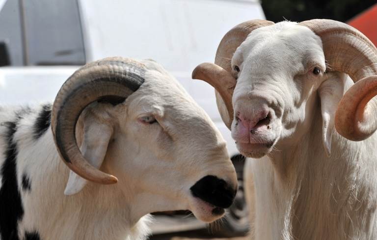 من المتوقع أن يصل عدد رؤوس الأغنام و الماعز المرقمة في المغرب إلى 8 ملايين