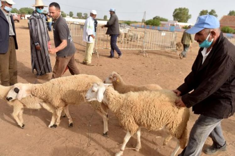 منع انتشار “كورونا” يغلق 7 أسواق للماشية