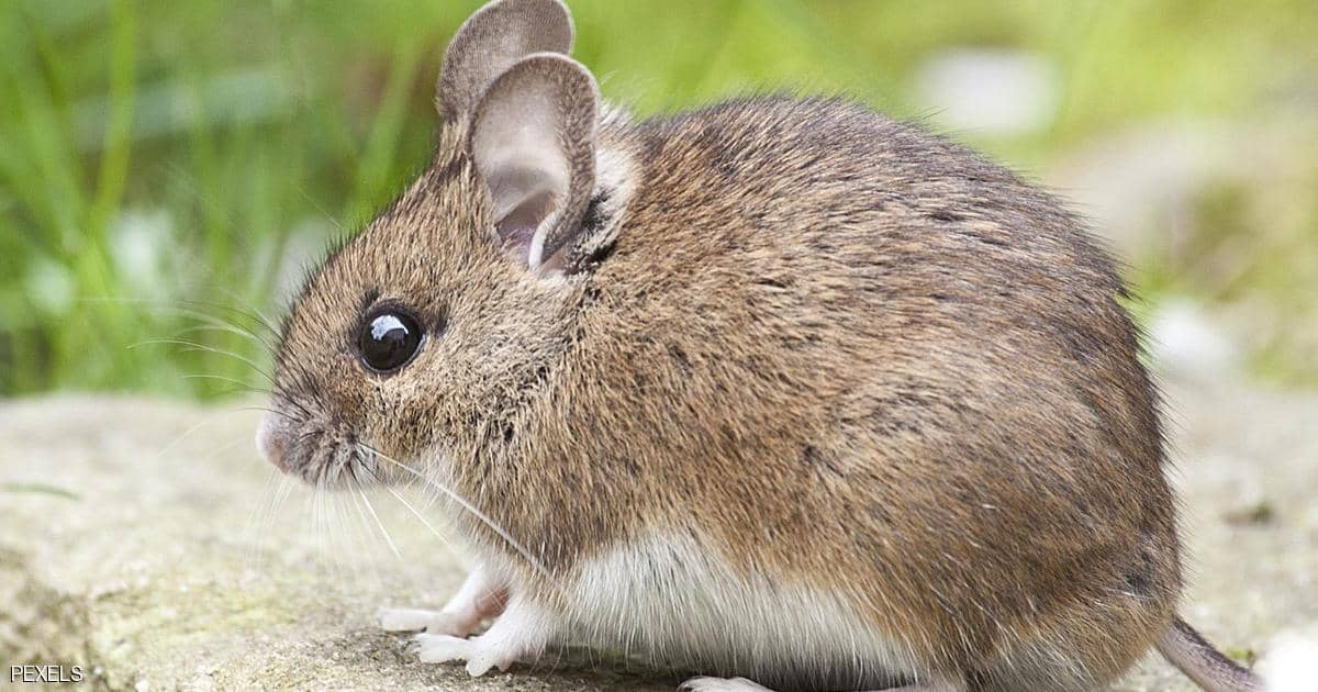 الفئران تغزو حقول ألمانيا بشكل غير مسبوق.. والمحاصيل في خطر