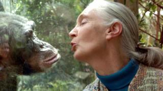 جين غودال: العالمة الرائدة التي غيرت فهمنا للشمبانزي
