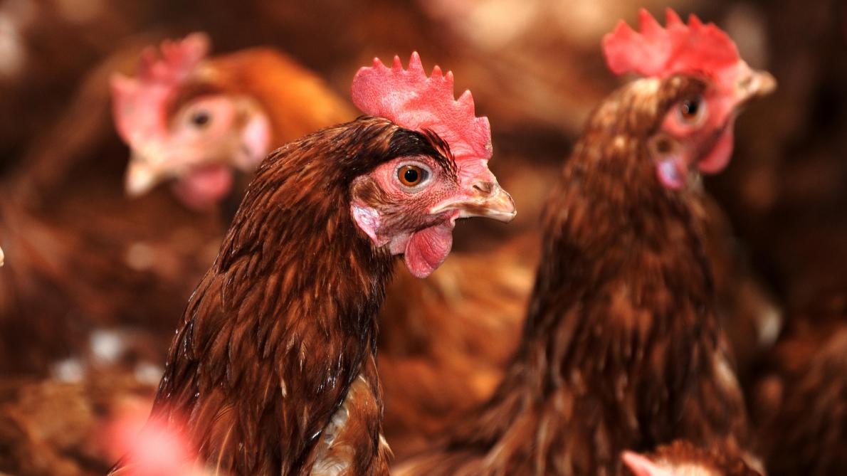 اكتواء جيوب المغاربة من ارتفاع أسعار الدجاج يخرج جمعية منتجي لحوم الدواجن عن صمتها