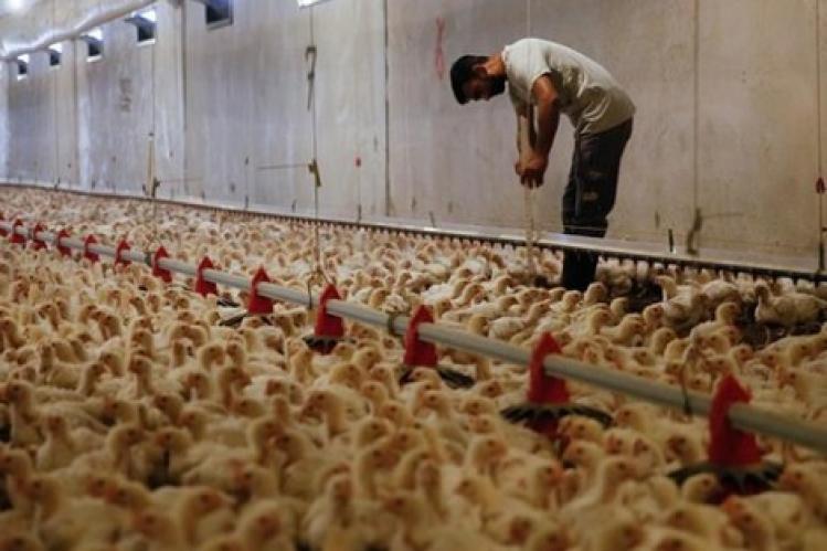 حملة “خليه يقاقي” تدعو إلى خفض أسعار لحم الدجاج في المغرب