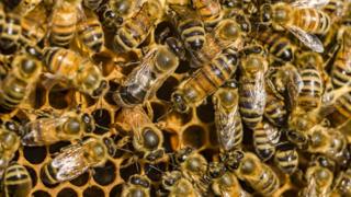 سرطان الثدي: هل يساعد سم نحل العسل في محاربة المرض؟