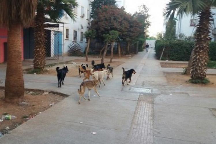 سلطات البيضاء تحارب الكلاب الضالة في الأحياء