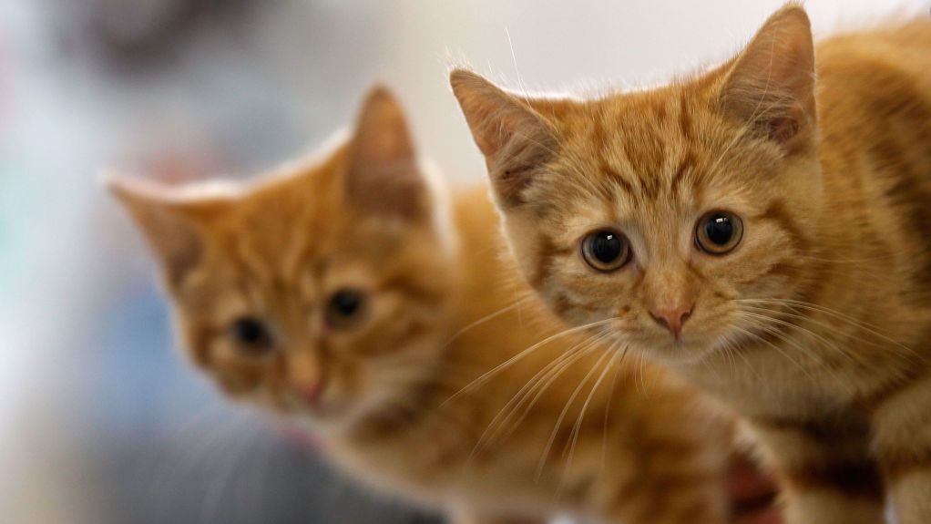 علماء يكشفون عن دواء خاص بالقطط قد يدخل الحرب ضدّ ”كورونا“