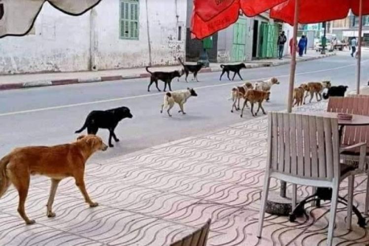 انتشار “الكلاب الضالة” يؤرق ساكنة مدينة وزان