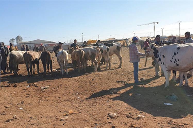 رحبة البهائم تعيد فتح الأبواب بسوق سيدي بنور