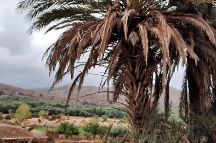 “شبح كورونا والجفاف” يحوم فوق رؤوس الفلاحين في جهة مراكش