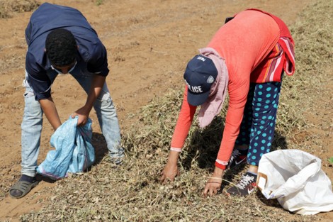 ضعف الدعم ومردودية الأرض يقلّص إنتاج الفول السوداني بالعوامرة