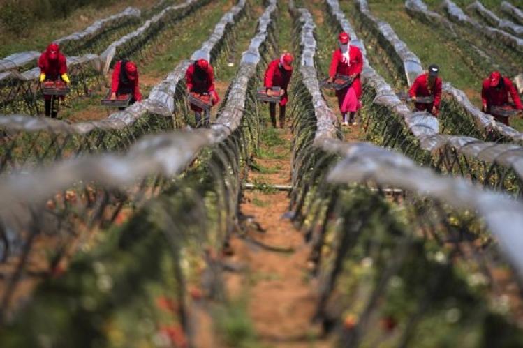 المزارع الإسبانية تقلّص عدد “عاملات الفراولة”