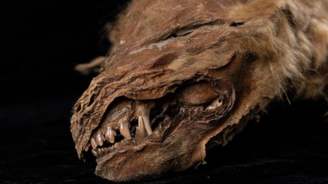 العثور على صغير ذئب محنط “عاش قبل 56 ألف عام” في كندا