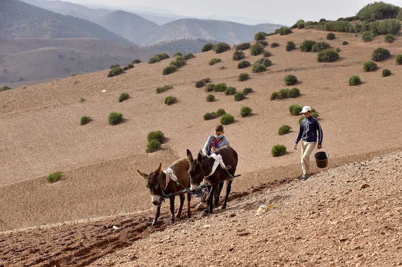 آمال الفلاحة المغربية تنتعش بكرم السماء .. وحقينة السدود تتنفس الصعداء‎