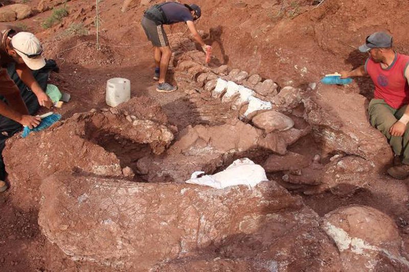 علماء يكتشفون بقايا متحجرة لديناصور ضخم