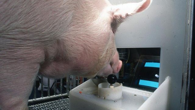 الخنازير قادرة على ممارسة الألعاب الإلكترونية