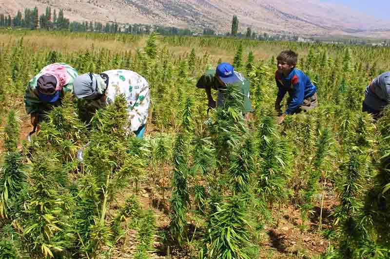المغاربة وتقنين زرع الكيف