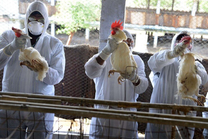 رصيف الصحافة: المغرب يرفع درجة اليقظة أمام فيروس إنفلونزا الطيور