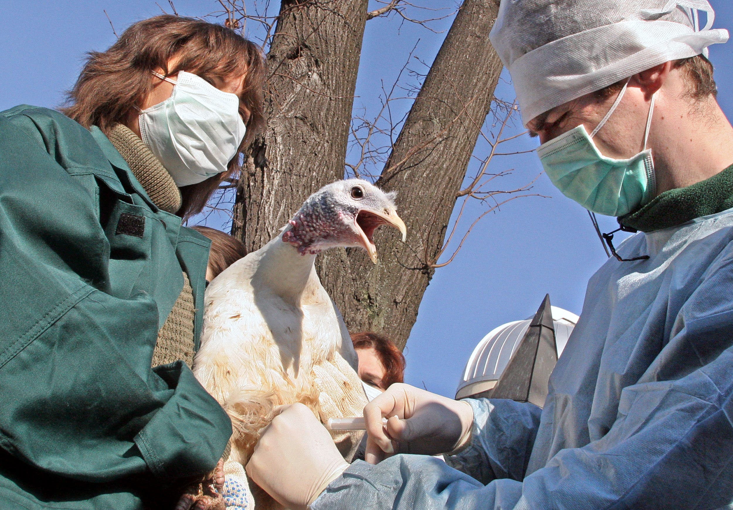 روسيا تسجل أول إصابة بشرية بإنفلونزا الطيور AH5N8