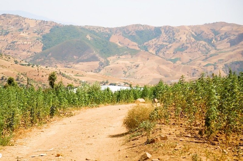 زراعة “القنب الهندي” في حقول جبال كتامة .. عرَق الفقراء يبلل مَزارع الثراء‬