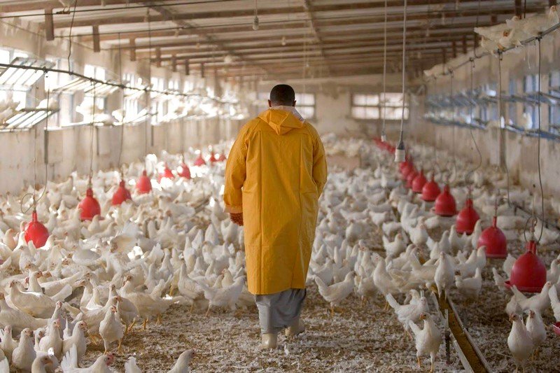 مهنيو الدواجن في المغرب يتخوفون من تداعيات “أنفلونزا الطيور” بالجزائر