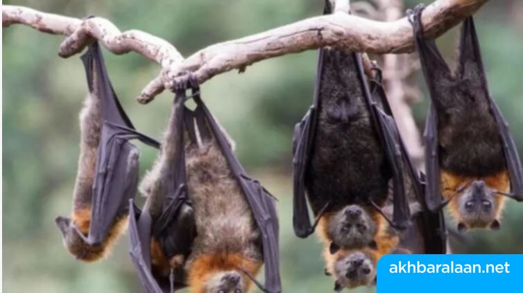 هل يجب أن نخشى الخفافيش كونها ارتبطت بنقل الفيروسات؟