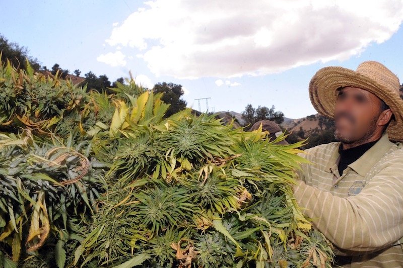 إغراء “بارونات المخدرات” ينذر بإفشال بدائل الحكومة لزراعة الكيف