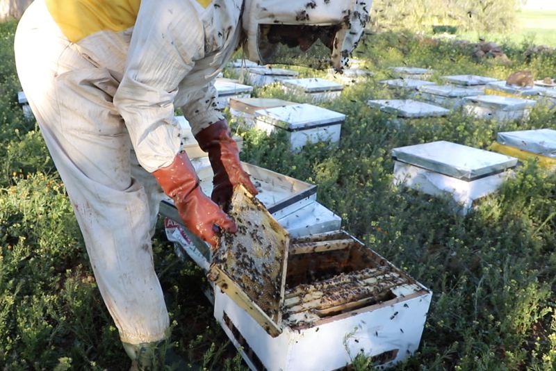 ارتفاع إنتاج العسل ينعش مداخيل تعاونيات قروية بجهة بني ملال خنيفرة