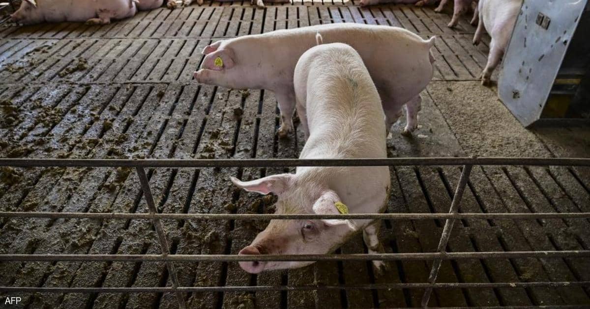 الصين تؤكد تفشي حمى الخنازير في إقليمين
