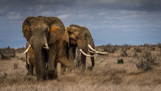 الفيلة في أفريقيا مهددة بالانقراض بسبب الصيد الجائر
