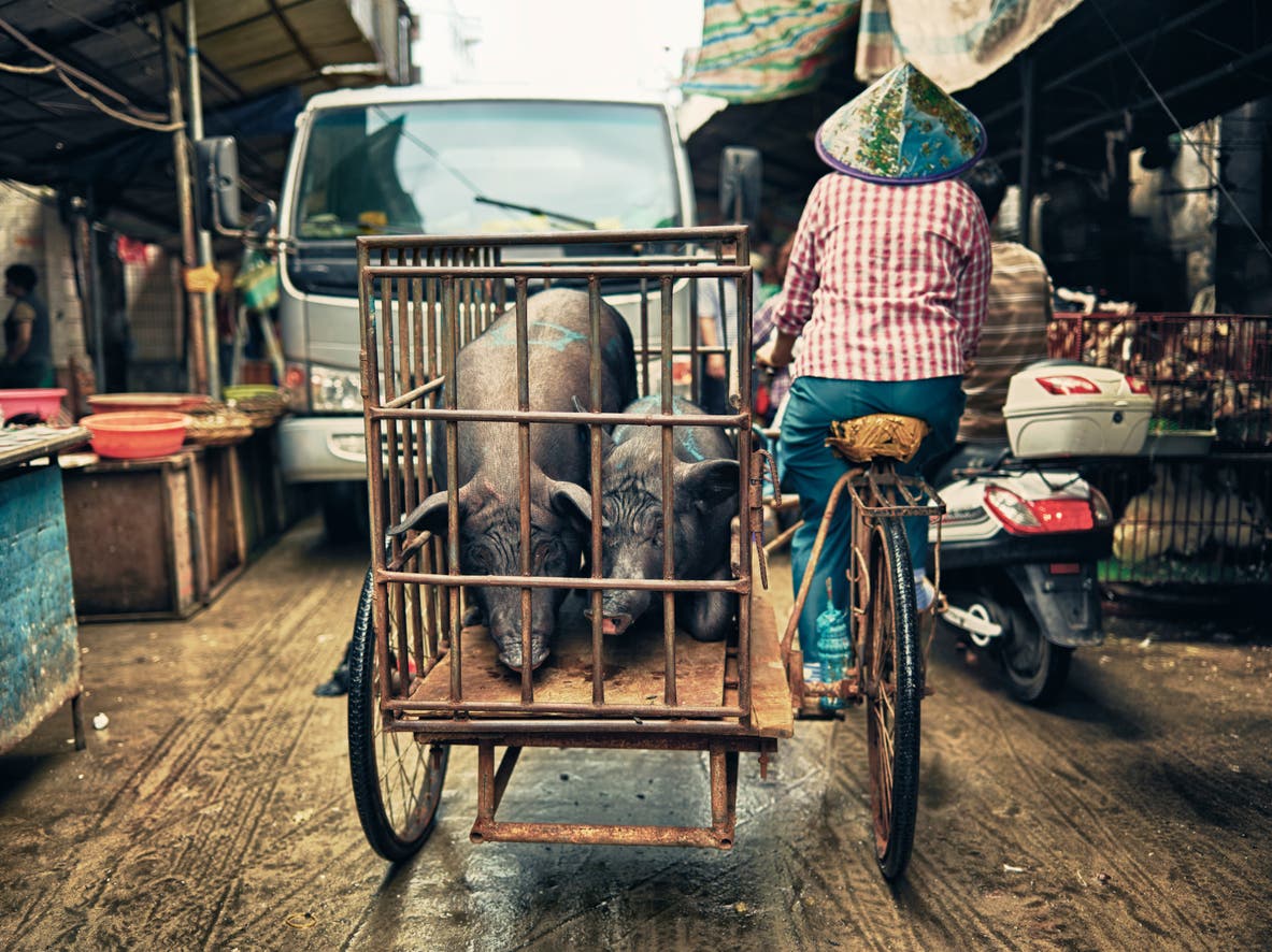 صدمة أخرى من الصين.. “تفشٍ جديد لحمى الخنازير”