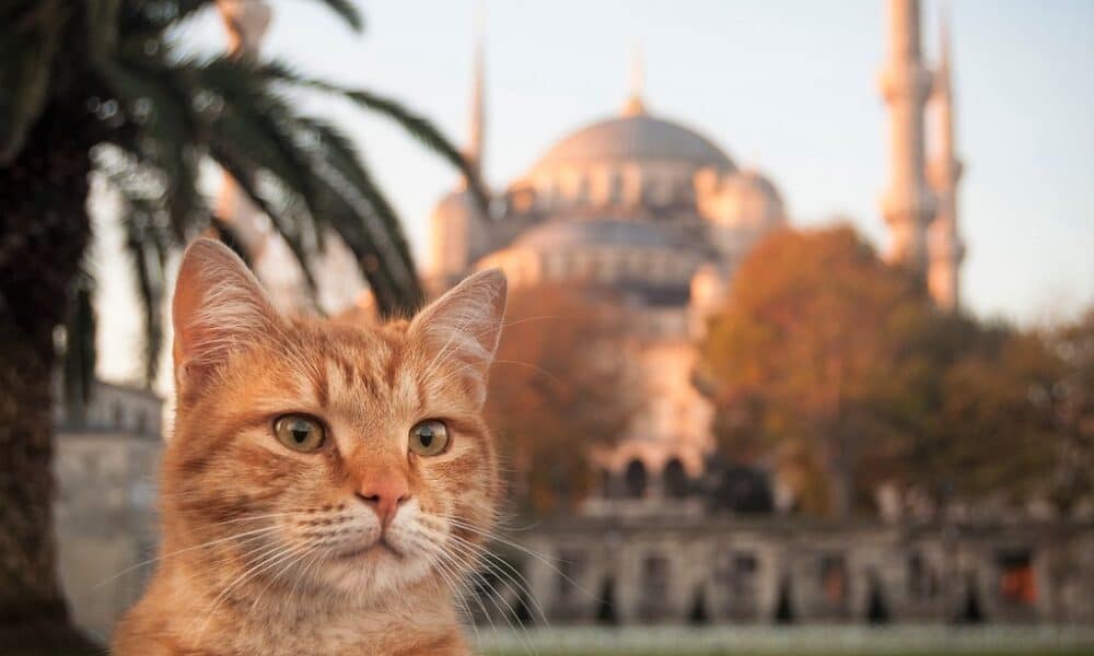 إسطنبول.. 670 طنا من الطعام لقطط وكلاب الشوارع خلال فترة الحظر