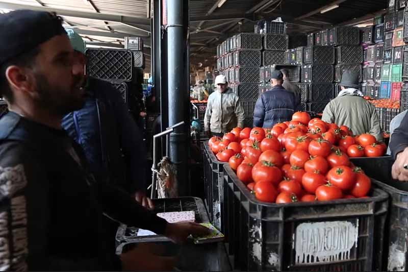 ارتفاع ثمن الطماطم