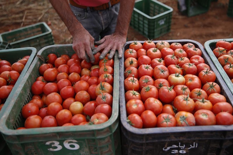 المغرب ثالث مزودي المملكة المتحدة بالطماطم