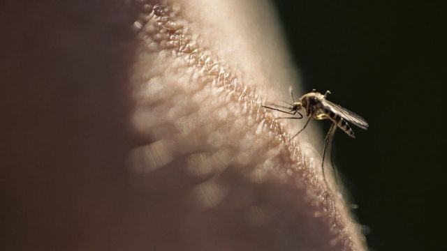 باحثون في أوكسفورد يطورون لقاحا فعالا ضد الملاريا