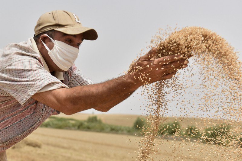 توقعات إنتاج الحبوب تترقب 3 أضعاف محصول الموسم الماضي بالمغرب