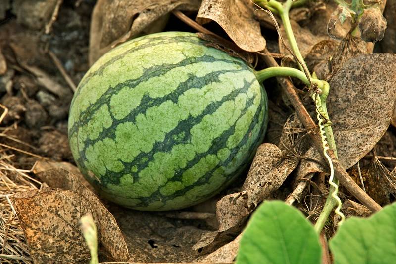 “أونسا”: بذور البطيخ الأحمر غير معدلة جينيا‎