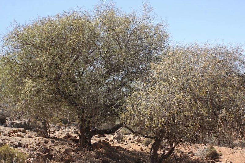 احتفاء أممي يبرز أسرار خلود شجرة الأركان المغربية