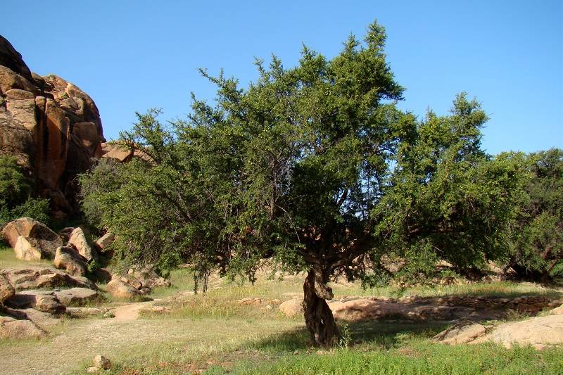 العالم يحتفي بيوم شجرة الأركان بمبادرة مغربية