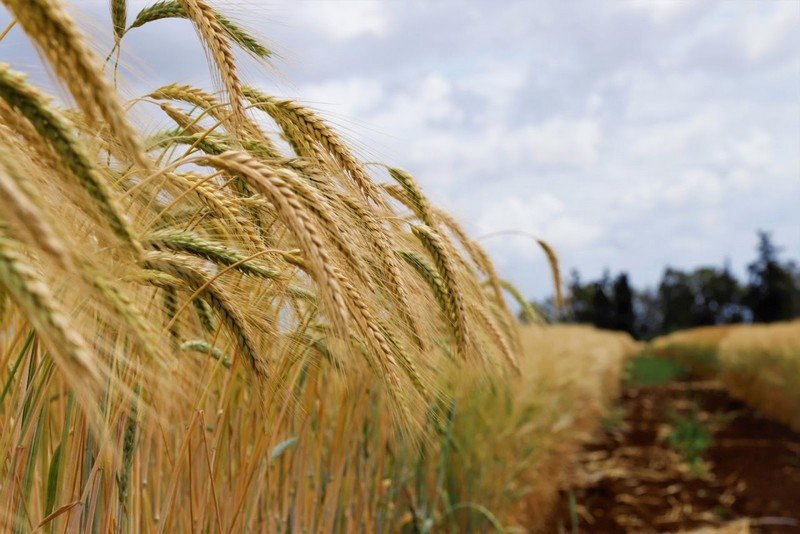 الماء والقطيع يحملان توقعات بمكاسب استثنائية لصالح الفلاحة المغربية